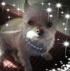 Meet your Posher, Troy